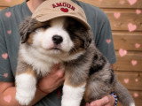 7 chiots Berger Américain Miniature LOF de juillet 2026 à vendre