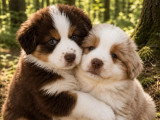 7 chiots Berger Américain Miniature LOF de juillet 2026 à vendre