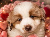7 chiots Berger Américain Miniature LOF de juillet 2026 à vendre
