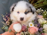 7 chiots Berger Américain Miniature LOF de juillet 2026 à vendre