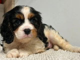 3 chiots Cavalier King Charles LOF nés en mai 2026 à vendre