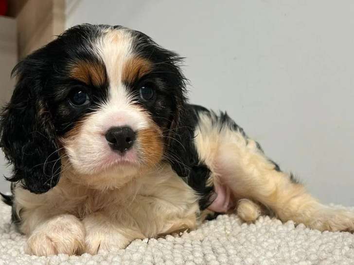 3 chiots Cavalier King Charles LOF nés en mai 2026 à vendre