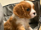 3 chiots Cavalier King Charles LOF nés en mai 2026 à vendre