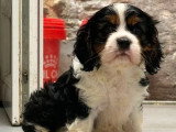 3 chiots Cavalier King Charles LOF nés en mai 2026 à vendre