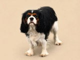 3 chiots Cavalier King Charles LOF nés en mai 2026 à vendre