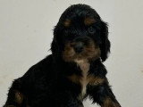 2 chiots Cocker Spaniel Anglais mâles LOF à réserver nés en mai 2026