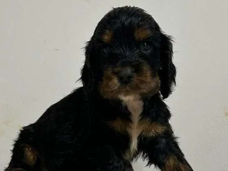 2 chiots Cocker Spaniel Anglais mâles LOF à réserver nés en mai 2026