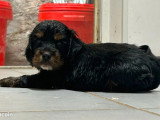 2 chiots Cocker Spaniel Anglais mâles LOF à réserver nés en mai 2026