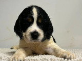 2 chiots Cocker Spaniel Anglais mâles LOF à réserver nés en mai 2026