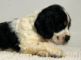2 chiots Cocker Spaniel Anglais mâles LOF à réserver nés en mai 2026