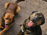 Chiens croisés à donner