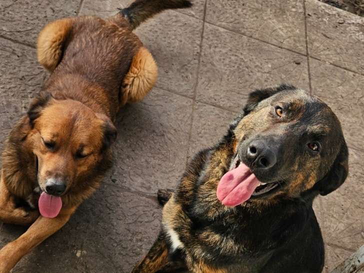 Chiens croisés à donner