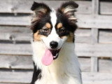 Chiot Berger Australien mâle de septembre 2025 à vendre non LOF