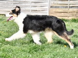 Chiot Berger Australien mâle de septembre 2025 à vendre non LOF