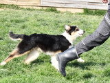 Chiot Berger Australien mâle de septembre 2025 à vendre non LOF