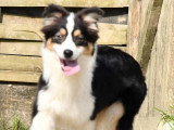 Chiot Berger Australien mâle de septembre 2025 à vendre non LOF