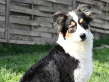 Chiot Berger Australien mâle de septembre 2025 à vendre non LOF