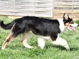 Chiot Berger Australien mâle de septembre 2025 à vendre non LOF