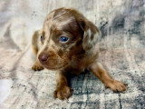 Chiots Teckel nain arlequin et isabella tan à vendre