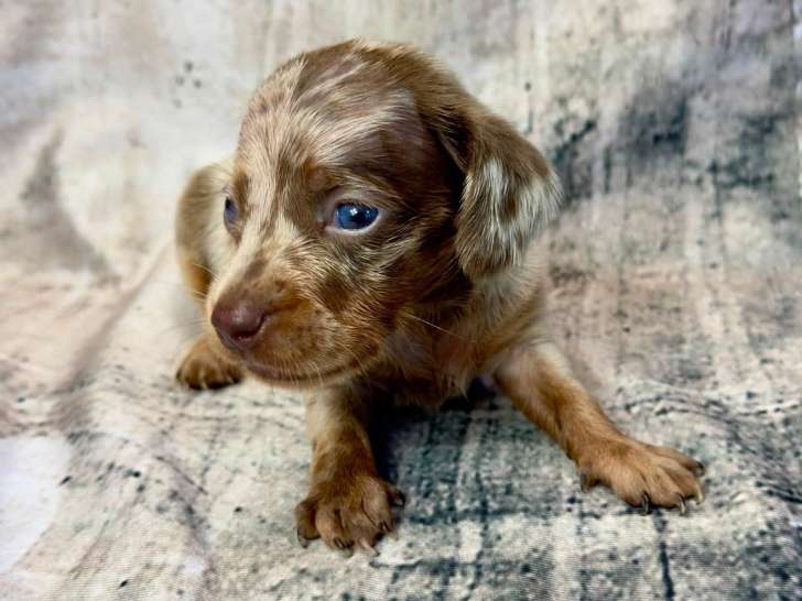 Chiots Teckel nain arlequin et isabella tan à vendre