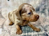 Chiots Teckel nain arlequin et isabella tan à vendre