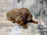 Chiots Teckel nain arlequin et isabella tan à vendre