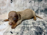 Chiots Teckel nain arlequin et isabella tan à vendre
