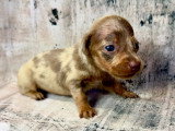Chiots Teckel nain arlequin et isabella tan à vendre