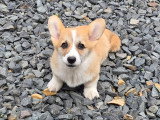 1 chiot Welsh Corgi Pembroke mâle fauve LOF à vendre