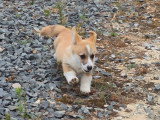 1 chiot Welsh Corgi Pembroke mâle fauve LOF à vendre