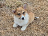 1 chiot Welsh Corgi Pembroke mâle fauve LOF à vendre