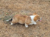 1 chiot Welsh Corgi Pembroke mâle fauve LOF à vendre