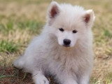 4 chiots Pomsky non LOF nés en avril 2026 en vente