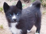 4 chiots Pomsky non LOF nés en avril 2026 en vente