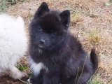 4 chiots Pomsky non LOF nés en avril 2026 en vente
