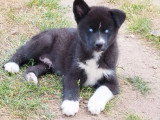 4 chiots Pomsky non LOF nés en avril 2026 en vente