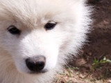 4 chiots Pomsky non LOF nés en avril 2026 en vente