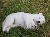 Chiots femelles Berger Blanc Suisse LOF à réserver