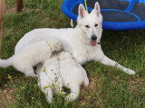 Chiots femelles Berger Blanc Suisse LOF à réserver