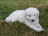 Chiots femelles Berger Blanc Suisse LOF à réserver