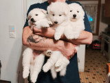 Chiots femelles Berger Blanc Suisse LOF à réserver