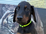 Chiots Dobermann à vendre