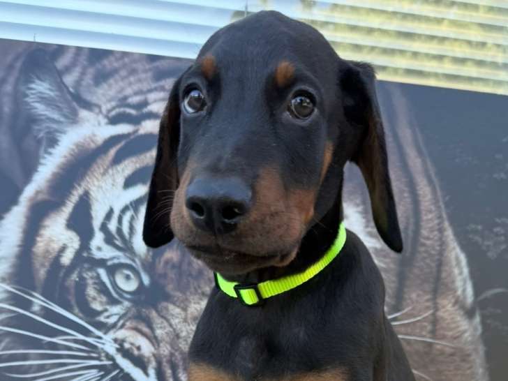 Chiots Dobermann à vendre