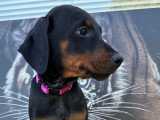 Chiots Dobermann à vendre