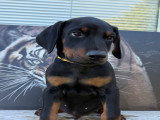 Chiots Dobermann à vendre