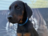 Chiots Dobermann à vendre