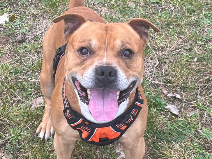 Mâle Staffordshire Bull Terrier LOF confirmé disponible pour saillie