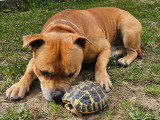 Mâle Staffordshire Bull Terrier LOF confirmé disponible pour saillie