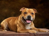 Mâle Staffordshire Bull Terrier LOF confirmé disponible pour saillie