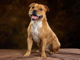 Mâle Staffordshire Bull Terrier LOF confirmé disponible pour saillie